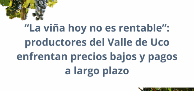 “La viña hoy no es rentable”: productores del Valle de Uco enfrentan precios bajos y pagos a largo plazo