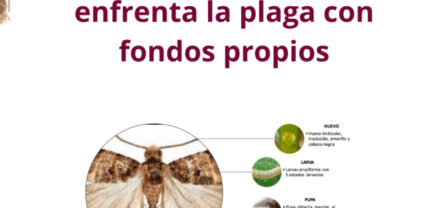 Lobesia Botrana: Mendoza enfrenta la plaga con fondos propios Lobesia Botrana: Mendoza enfrenta la plaga con fondos propios