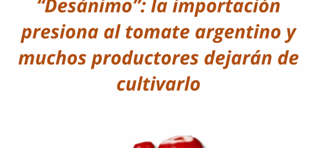 “Desánimo”: la importación presiona al tomate argentino y muchos productores dejarán de cultivarlo “Desánimo”: la importación presiona al tomate argentino y muchos productores dejarán de cultivarlo