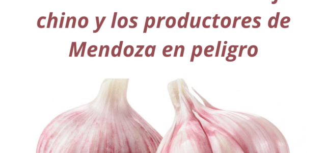 Brasil le dio vía libre al ajo chino y los productores de Mendoza en peligro Brasil le dio vía libre al ajo chino y los productores de Mendoza en peligro